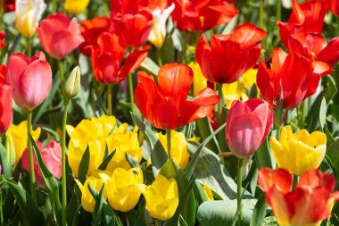 Parlak lale çiçekleri, saha doğası.