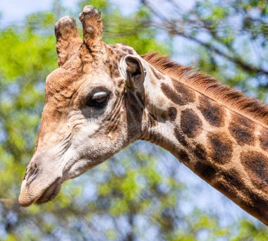 Gökyüzüne karşı bir zürafa Başkanı.