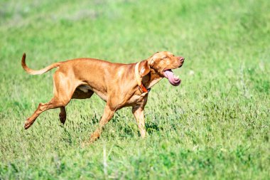 Av kırmızı köpek yeşil çim üzerinde çalışır. Yaz yeşili çayır.