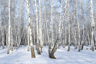 Huş ağacı orman kış manzarası.