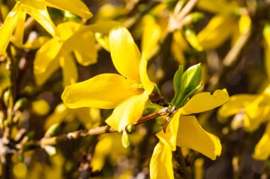 Sarı Mimoza bitki çiçekleri yakın