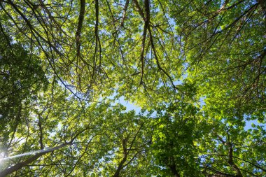 Mavi gökyüzü, bahar doğa karşı aşağıda ağaçlar görünümü yeşil yaprakları.
