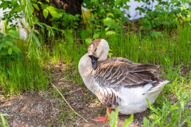 Goose gray close-up in green grass, nature bird gray goose. clipart