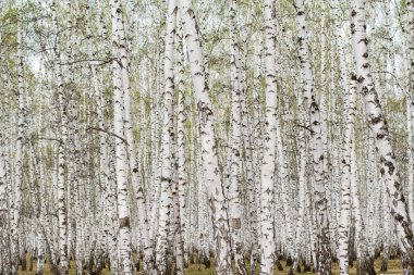 Beyaz huş ağaçları orman arka plan, bahar.
