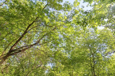 Mavi gökyüzü, bahar doğa karşı aşağıda ağaçlar görünümü yeşil yaprakları.