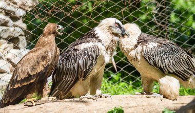 Yırtıcı kuş bir ağaca oturuyor. Yeşil yaprak yaz.