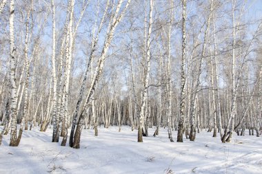 Huş ağacı orman kış manzarası.