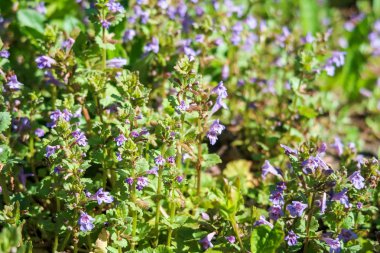 Yeşil çim kokulu nane mor çiçekler.