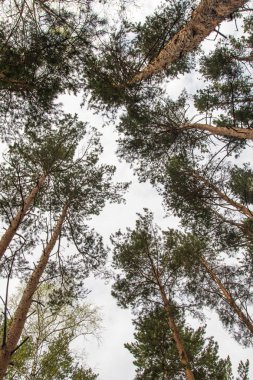 Alt, çam ormanı manzara mavi gökyüzü görünümüne karşı çam ağaçları.