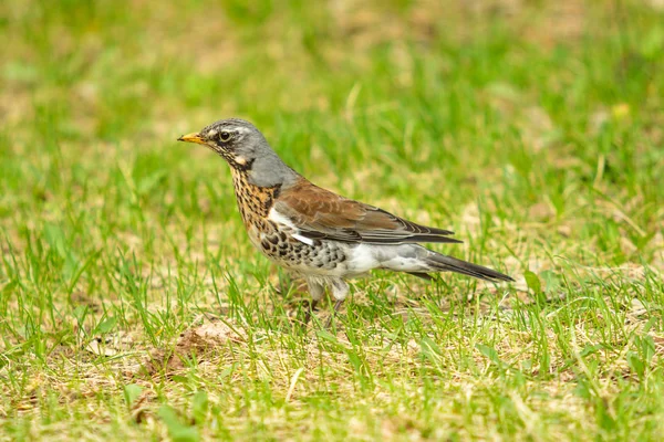 Song Thrush Green Grass Nature Birds Westa — Stock Photo, Image
