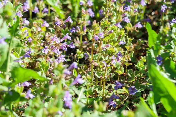 Fiori Viola Menta Profumata Nell Erba Verde — Foto Stock