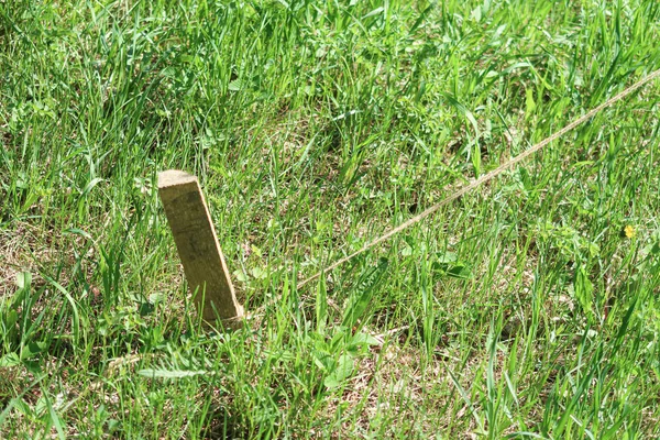 Wooden stake in the ground with a rope in the green grass.