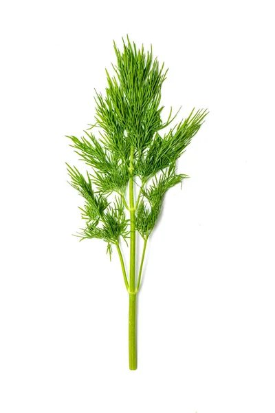 Dill Färsk Sallad Gröna Grenar Dill Isolerad Vit Bakgrund Vegansk — Stockfoto