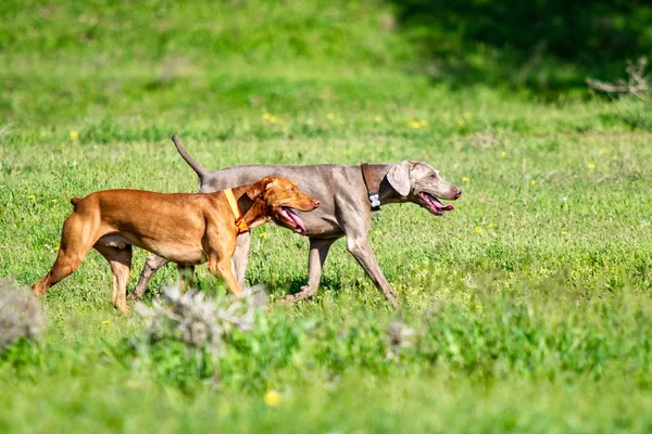 Dog hunting, nature green field summer.