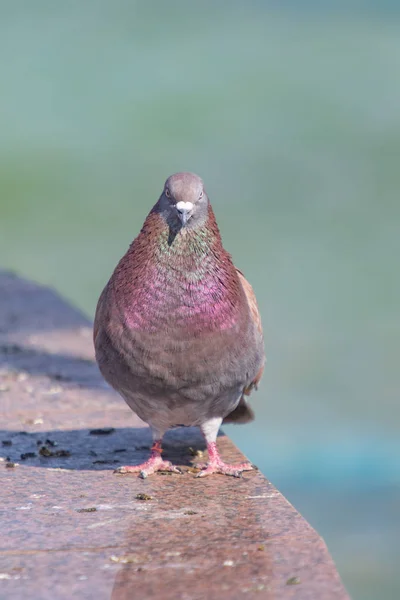 Wildes Graublau Großaufnahme Sitzend Auf Verschwommenem Hintergrund — Stockfoto