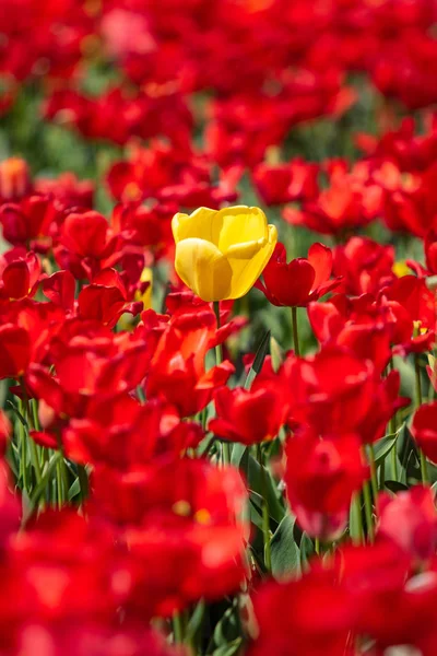 Bright Tulip Flowers Field Nature — Stock Photo, Image