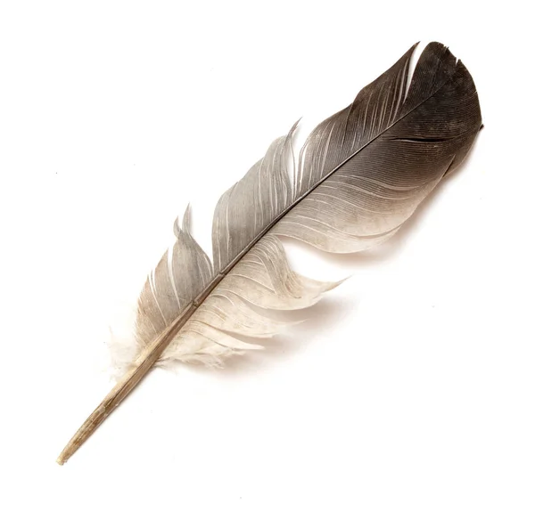 Feather Bird White Background — Stock Photo, Image