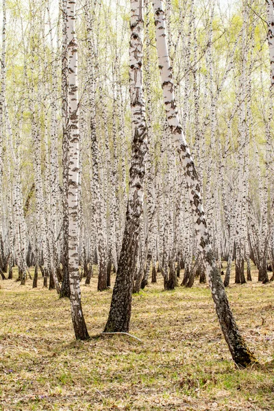 Björk Träd Skogs Gräs Tidig Vår Landskap Skogsområde — Stockfoto