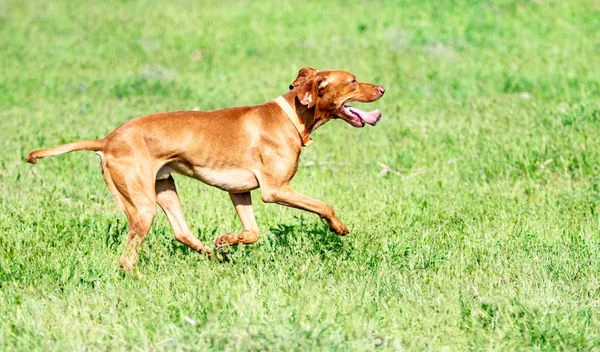 Κυνηγετικό Κόκκινο Σκυλί Τρέχει Ένα Πράσινο Γρασίδι Καλοκαιρινό Πράσινο Λιβάδι — Φωτογραφία Αρχείου