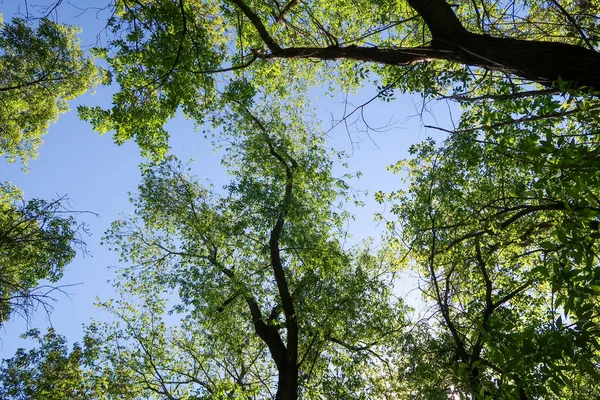 Gröna Blad Träd Visa Underifrån Mot Den Blå Himlen Våren — Stockfoto