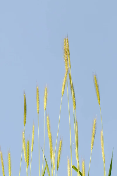 Спайс Дикої Пшениці Блакитне Небо — стокове фото