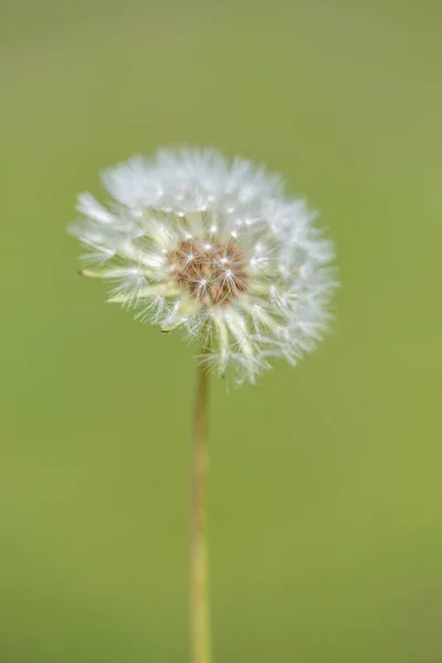 Flor Diente León Esponjosa Blanca Sobre Fondo Borroso —  Fotos de Stock