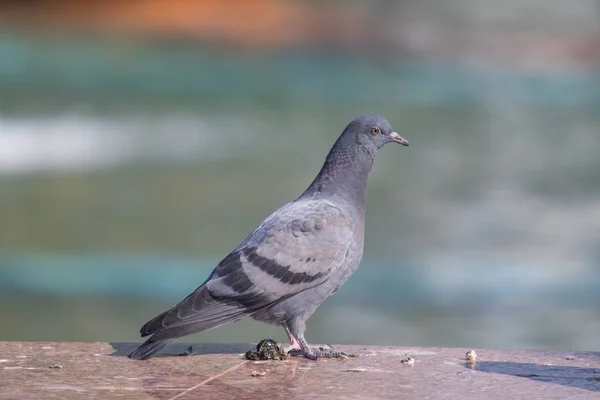 Wild Gray Blue Close Sitting Blurred Background — Stock Photo, Image