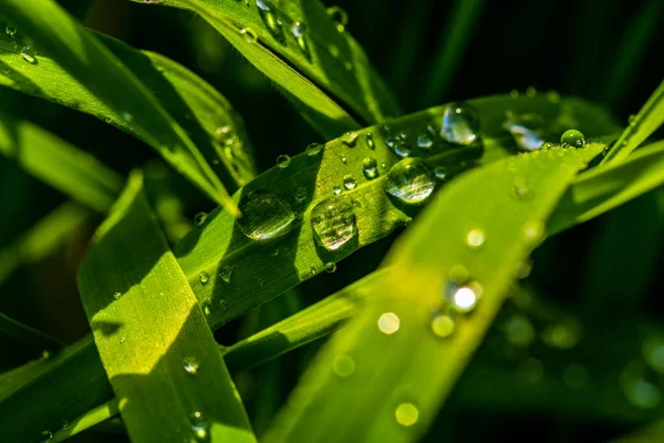 Green Grass Raindrops Landscape Closeup — Stock Photo, Image