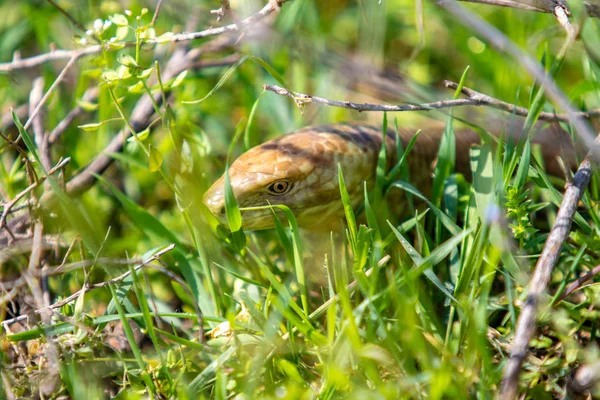 Der Kopf Einer Schlange Ist Gelbes Grünes Gras — Stockfoto