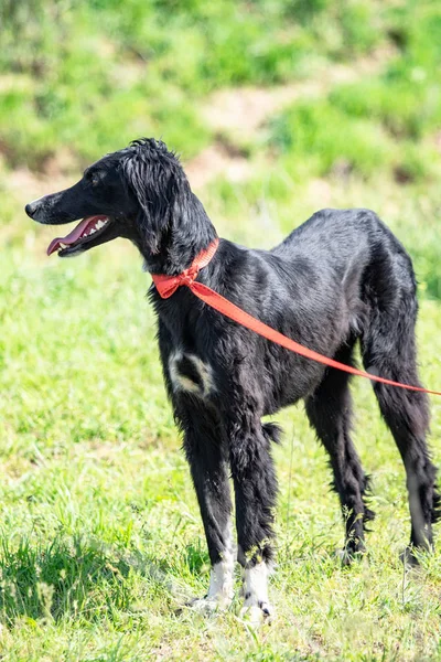 Chasse Chien Nature Verdoyant Été — Photo