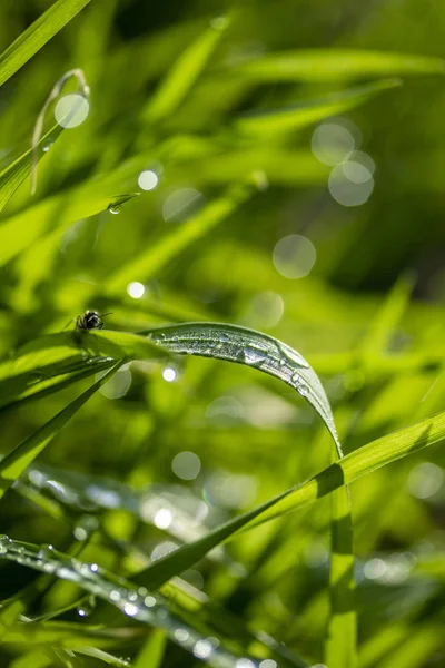 Erba Verde Sole Bokeh Sfondo Gocce Pioggia — Foto Stock