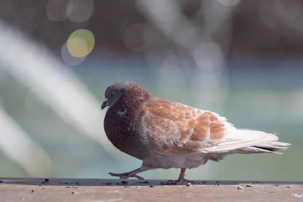 Wild Dove Sits Blurred Background Summer Nature — Stock Photo, Image