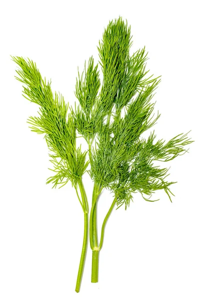 Dill Frischer Salat Grüne Dillzweige Vereinzelt Auf Weißem Hintergrund Veganes — Stockfoto