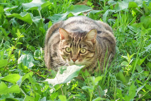 Γκρίζα Γάτα Κάθεται Στο Πράσινο Γρασίδι — Φωτογραφία Αρχείου