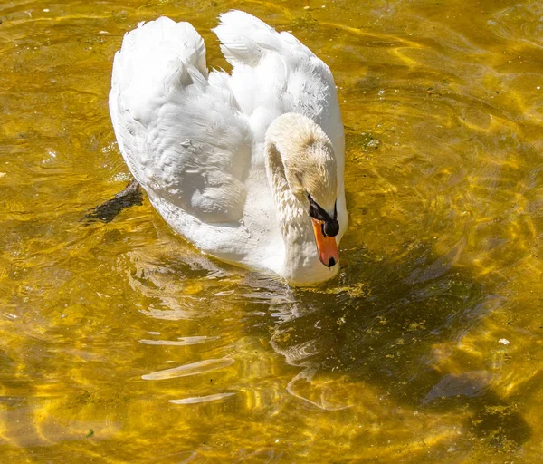 Cisne Blanco Nada Agua Estanque Verano —  Fotos de Stock