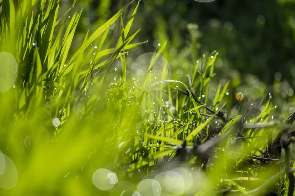 Grama Verde Sol Fundo Bokeh Gotas Chuva — Fotografia de Stock