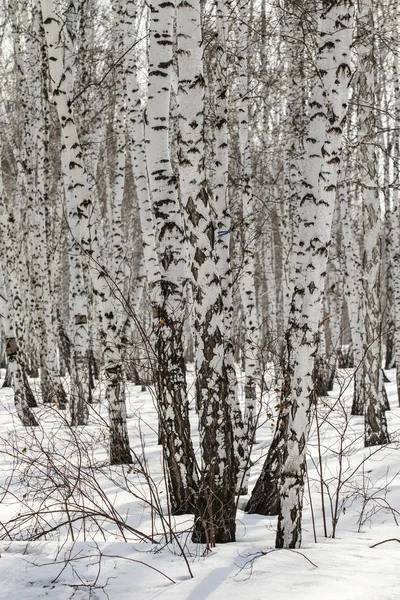 Abedul Bosque Invierno Paisaje —  Fotos de Stock