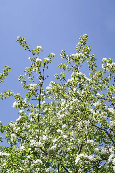 青い空に対してりんごチェリーの白い花 自然は春 — ストック写真