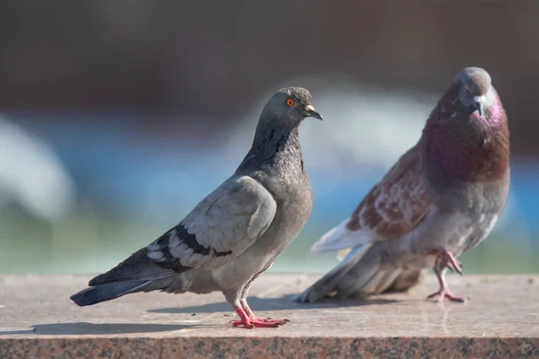 Wilde Taube Sitzt Verschwommener Hintergrund Sommerliche Natur — Stockfoto