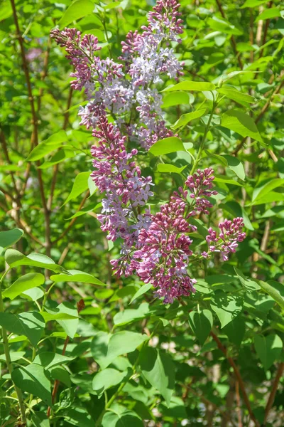 Tree Lilac Flowers Purple Green Leaves Spring Landscape — Stock Photo, Image