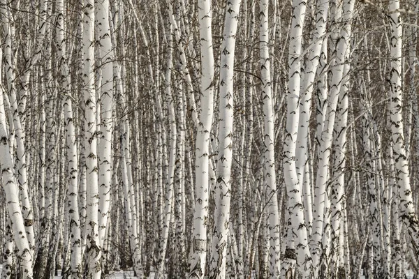 白樺の森の冬の風景 — ストック写真