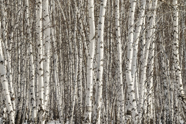 Birch forest winter landscape.