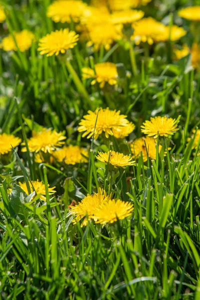 Fiore Tarassaco Giallo Erba Verde Paesaggio Primaverile — Foto Stock