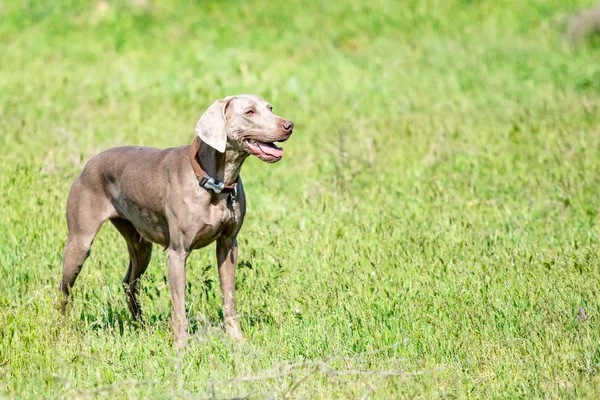 Hond Jagen Natuurgroen Veld Zomer — Stockfoto