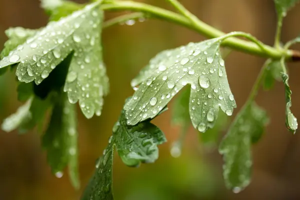 Raindrops Green Leaves — Stock Photo, Image
