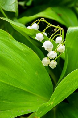 Çim, doğa vadi beyaz çiçek zambak.