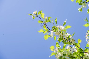 Mavi gökyüzüne karşı elma kiraz beyaz çiçekler. Doğa bahar.