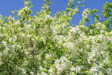 Mavi gökyüzüne karşı elma kiraz beyaz çiçekler. Doğa bahar.