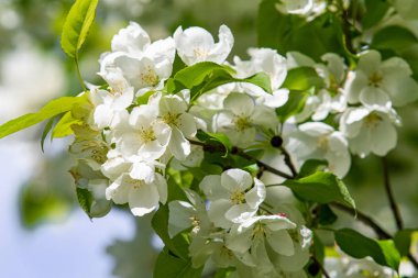 Mavi gökyüzüne karşı elma kiraz beyaz çiçekler. Doğa bahar.