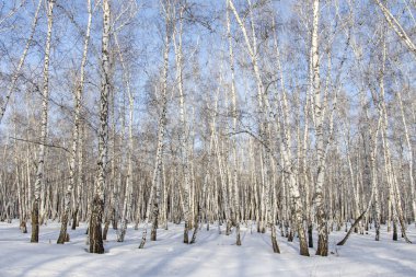 Huş ağacı orman kış manzarası.